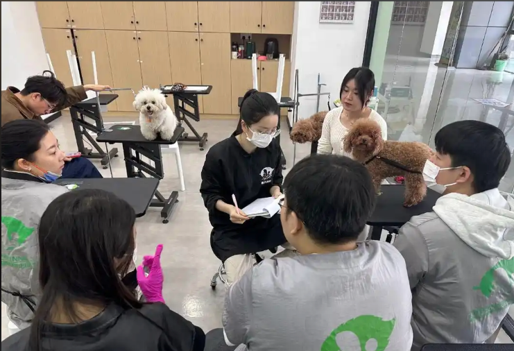 银川市宠物美容宠物美容培训学校 - 哪里好